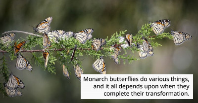 Millions Of Monarch Butterflies Are Captured As They Make The Most Extraordinary Sound You’ve Ever Heard