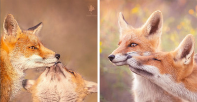 Photographer Captures the Affectionate Side of Foxes, and Her Pictures Will Melt Your Heart