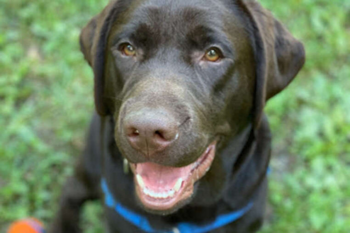Guava and Goji pets are shown together, likely caught doing something silly.