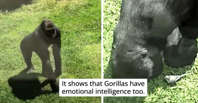 A Gorilla Helping An Injured Bird Is One Heart-Melting Display Of Kindness