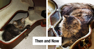 Kittens Transforming Before Our Eyes in Adorable Before and After Photos