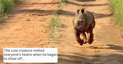 Fearless Baby Rhino Shows Off How Tough He Is And He Looks So Cute In Action