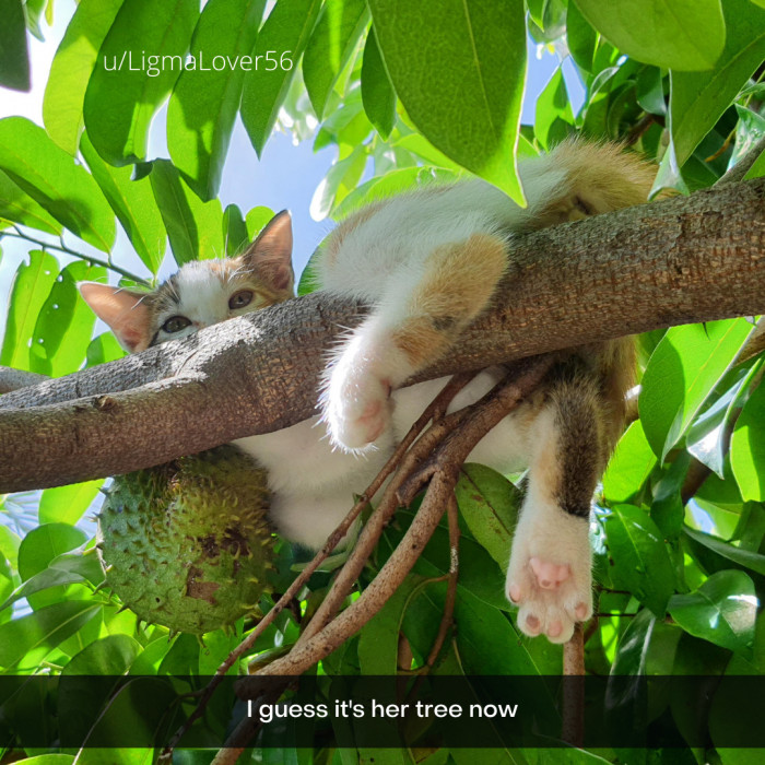 13. It is definitely her tree now.