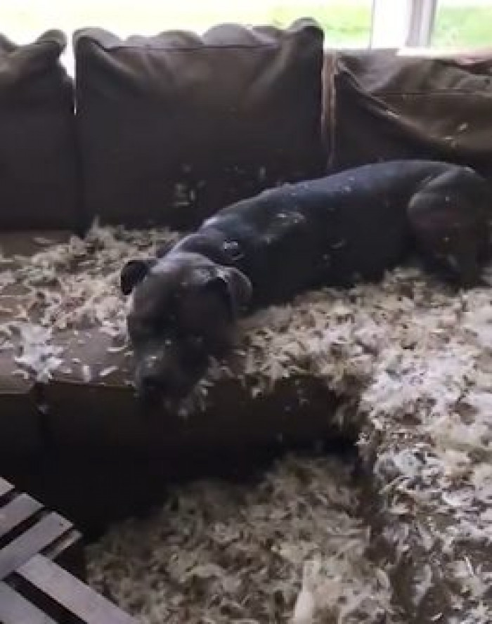 When she confronted the naughty pup, his reaction was unexpected.