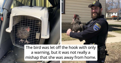 Hilarious Moment A Lawless Chicken Resists Arrest And Is Given A Hot Chase By An Officer Is Thankfully Caught On Camera