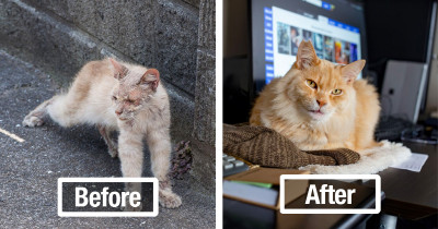 Previously Stray Cat Is Delighted By His New Life With His Retired Photographer Human