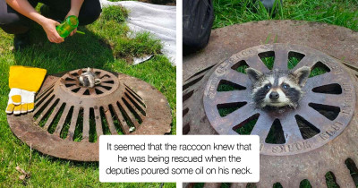 Raccoon Whose Head Gets Stuck In A Manhole Cover Is Helped By Rescuers