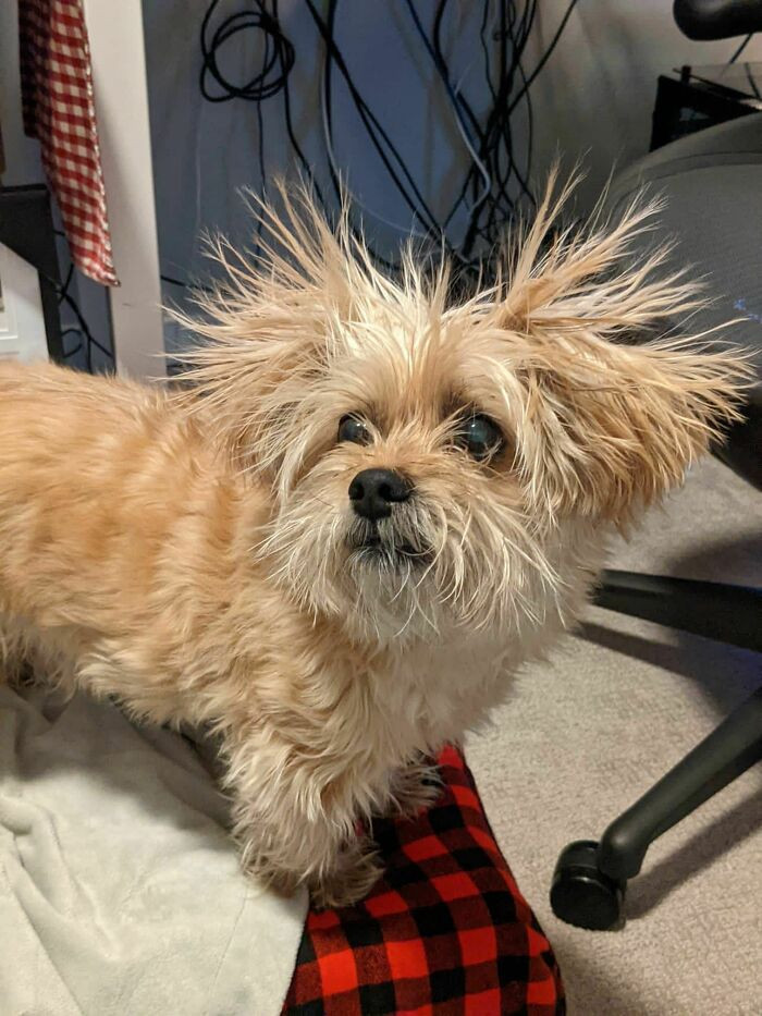 30. Found this dog under a fleece blanket