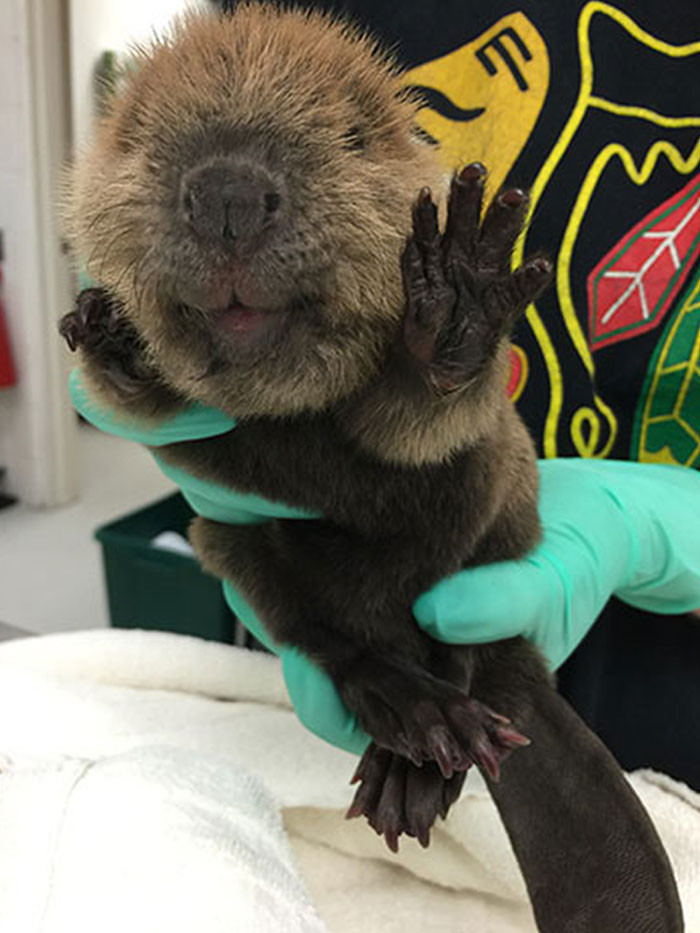 A Beaver from the Illinois Wildlife Medical Clinic wants to say hi!