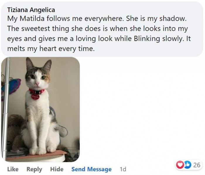 2. Here is Matilda, who has chosen to become her owner’s shadow as she follows her everywhere she goes