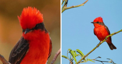 Bird Looks Like A Real-Life Fire-Type Pokémon And It's Magnificently Gorgeous