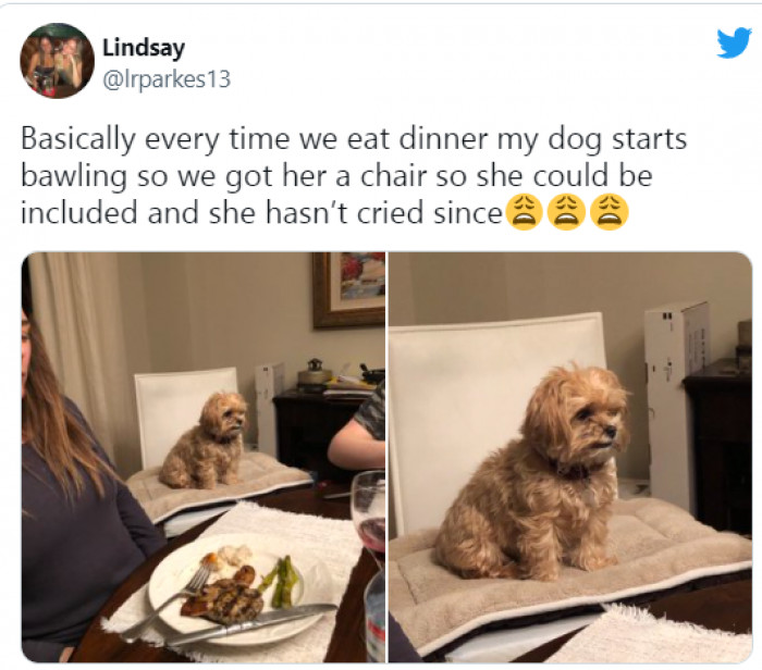18 Adorable Dog Tweets That Will Brighten Your Day Even For A Few Minutes