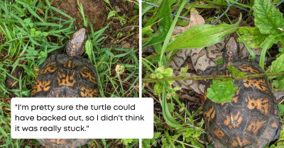 Woman Met With A Venomous Snake While Trying To Rescue A Turtle Stuck In A Fence In Her Backyard