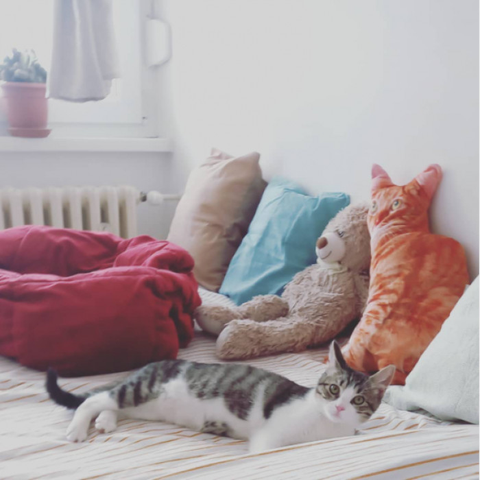 Gizmo is enjoying his comfy bed.