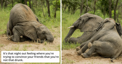 Elephants Partying In The African Wilderness Were Caught In The Act Getting Drunk On Fermented Fruit