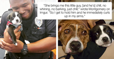 Puppy Lives Happily Ever After When A Police Officer Responds To A Routine Call