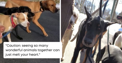 These Dogs Take Their Regular Walks Together, And It’s the Most Wonderful Pack You’ve Ever Seen