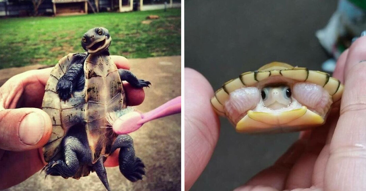 50 Photos Of Turtles Being Their Adorable Selves