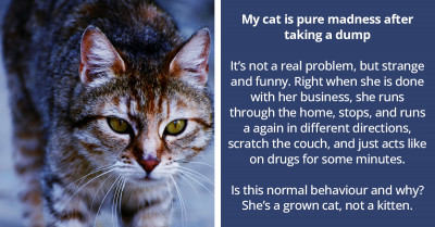 Loveable House Cat Inexplicably Zooms Around The House After Doing Its Business