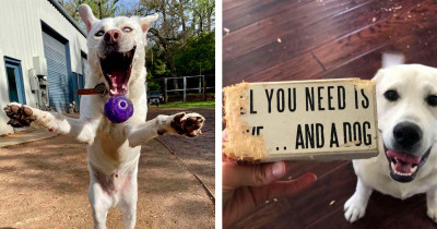 Dog Day Care Team Inadvertently Took A Photo That Shows Exactly How Much Dogs Like Playing Fetch
