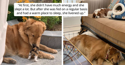 Dog Insists On Taking Abandoned Kitten Home After Leading His Dad To Her Location On The Street