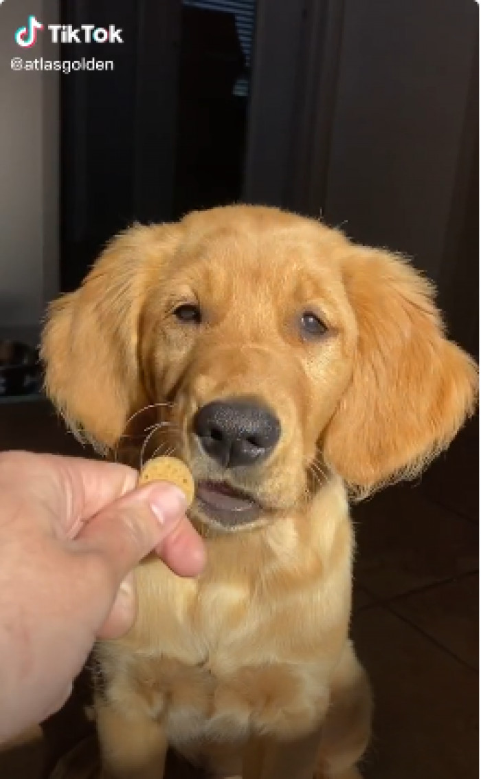 Since golden retrievers are so friendly and tend to handle crowds of people, even stressed-out people, pretty well, it’s not surprising that Atlas wasn't at all bothered by seeing a stranger in a witch's costume.