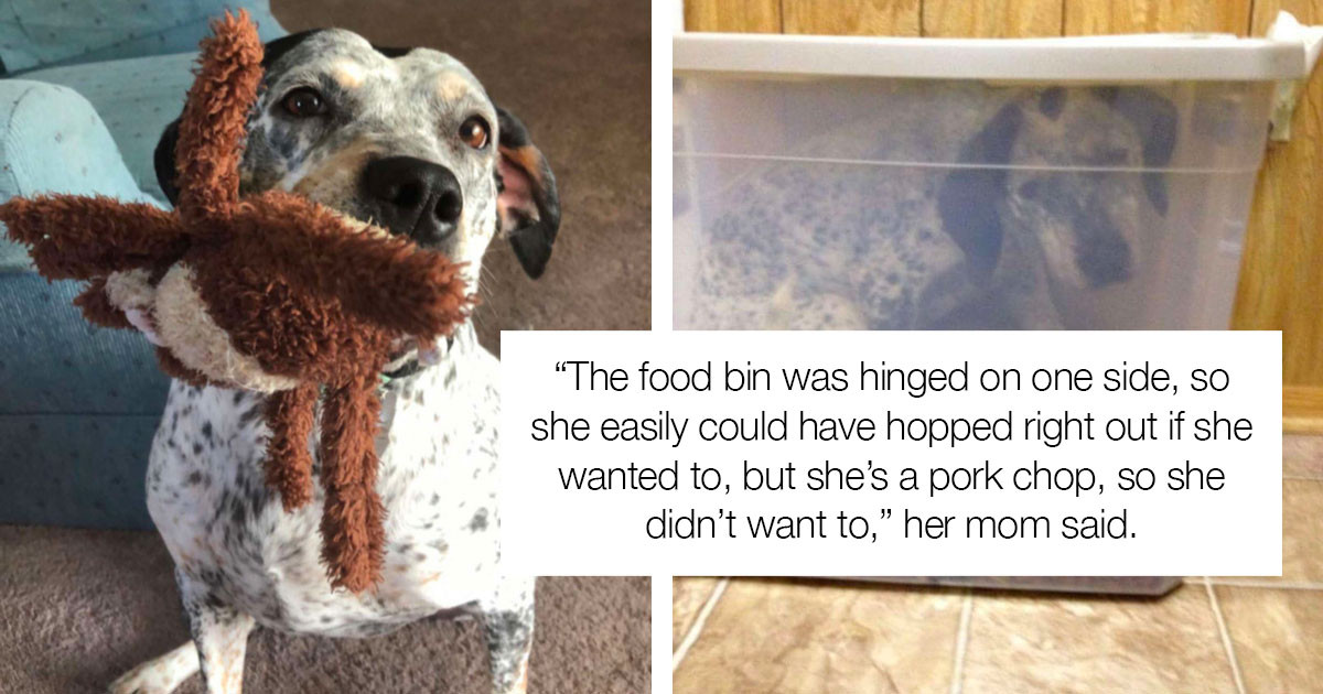 Resourceful Dog Is Food Obsessed And Ninjas Himself Into A Food Container