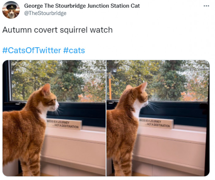 12. This cat is wistfully staring out the window after a hard day of working, just being inspired by the idea that life is a journey, not a destination.