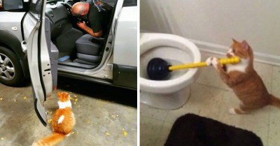 20 PawSome Cats With Serious Career Goals