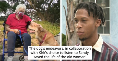 A Dog Becomes The Hero Of The Day As He Saved The Life Of His Owner In An Astonishing Way