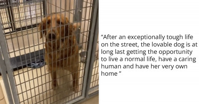 The Overwhelming Reaction Of A Golden Retriever Getting To Know That He’s Being Adopted Has Won The Hearts Of Many