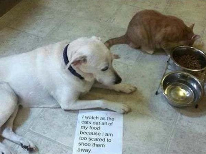 15. Scaredy dog