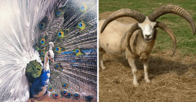 25 Animals Blessed By Mother Nature To Be As Unique As Possible