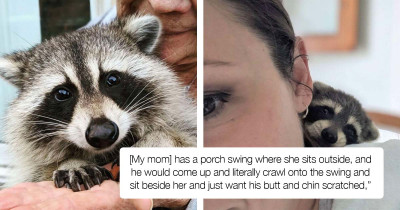 Woman Saved A Raccoon Three Years Ago, And He Still Comes By Regularly To Visit Her