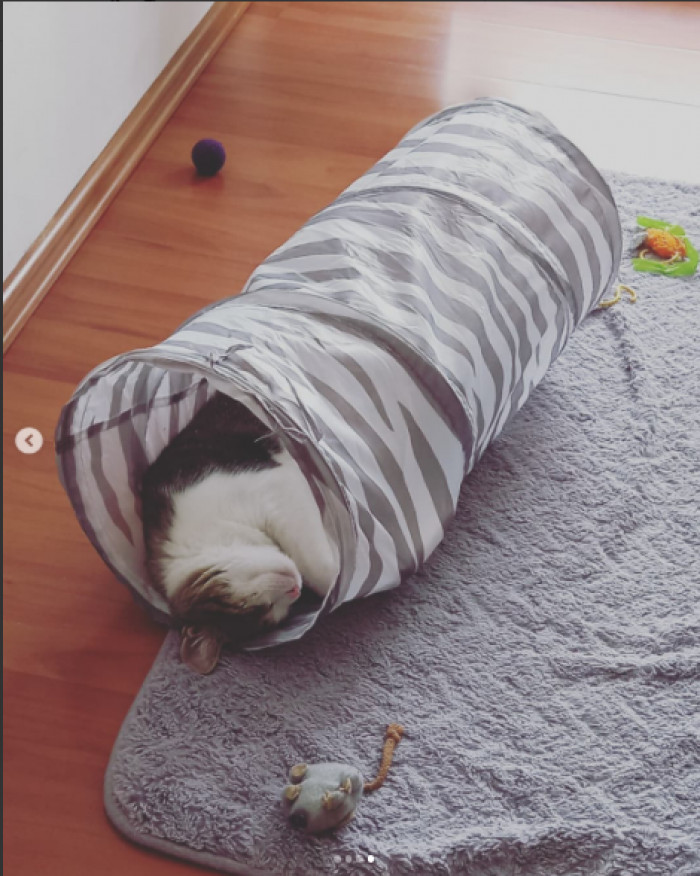 It's both playtime and naptime.