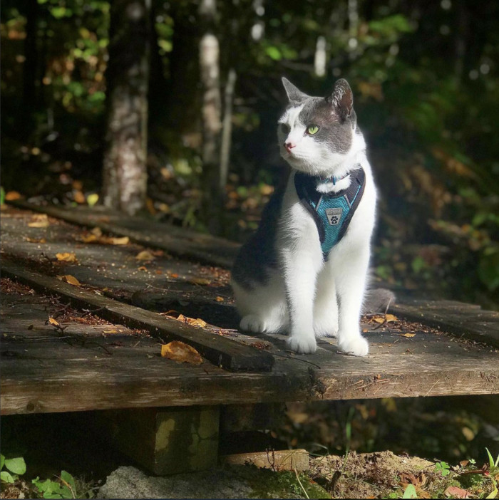 He grew up to be a magestic adventurous cat