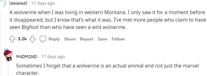 9. A moment of seeing a wolverine in Western Montana