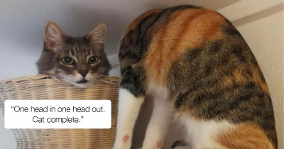 Freaky Cat Photo Is Confusing A Lot Of People, And It's Truly A Head-Trip