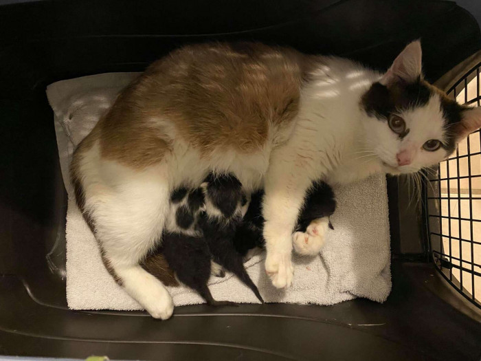 It turns out the last kitten had fallen behind the chimney somehow.