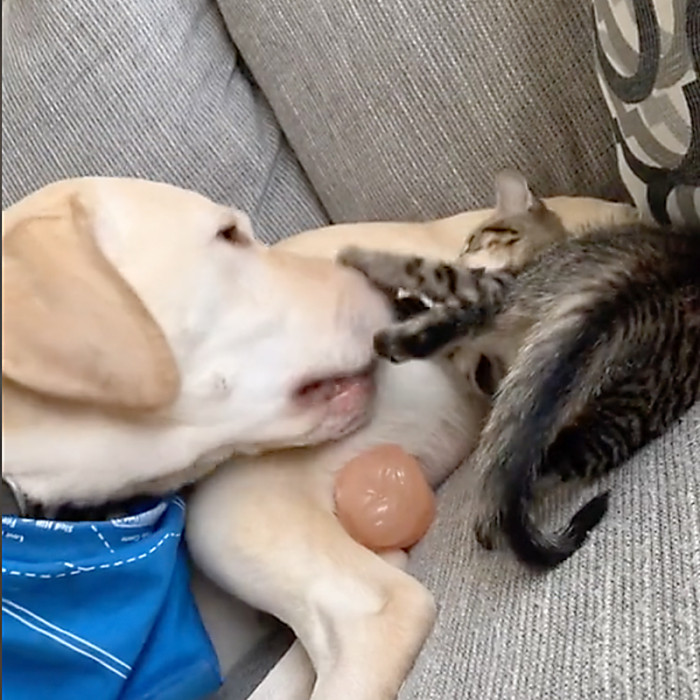 Fur Buddies Having a Good Time