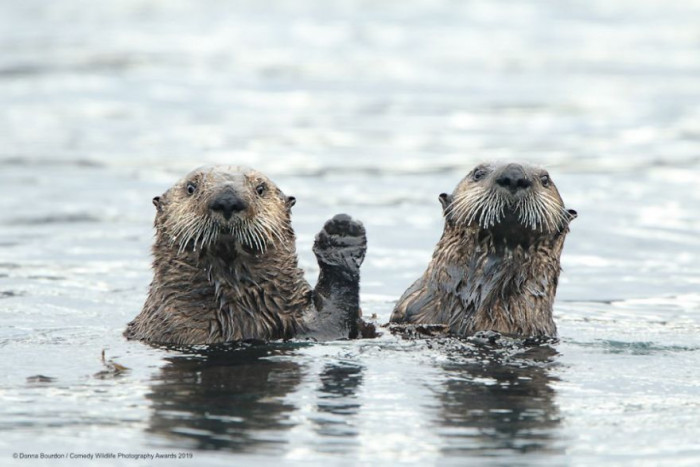 22. Synchronized swimmers