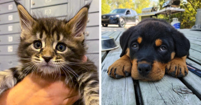 Meet The 20+ Cutest Faces Of Newly Adopted Pets, They Will Instantly Improve Your Day