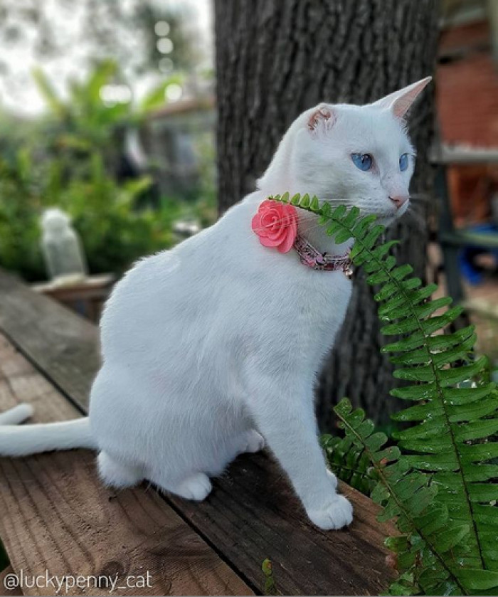 Seriously, though, she really loves cardboard boxes!