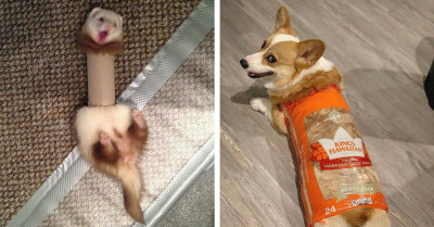 50 Hilarious Pictures Of Animals Who Got Stuck And Needed Help From Humans