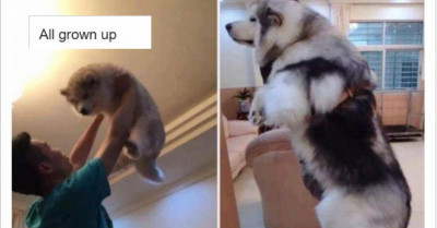 20+ Wonderful Pics That Show How Pets Glow Up When Given Love And Proper Care