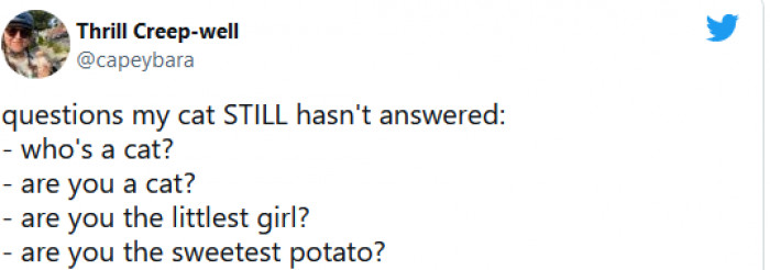 1. Cats have a very annoying habit of never answering any of the questions that we ask them