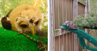 Adorable Photos Of Owls Sleeping With Their Faces Down