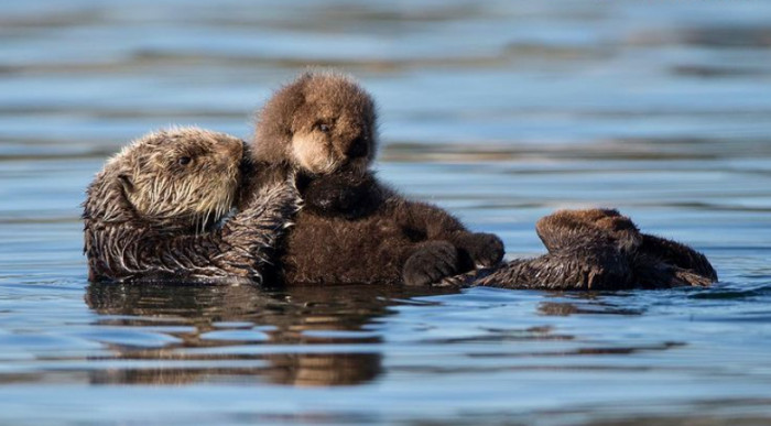 Baby otters with mother, close-up scene highlighting their trust with humans
