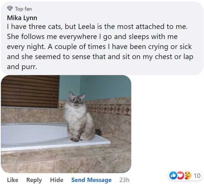 9. When your cat follows you everywhere and always purrs when you are crying or sick