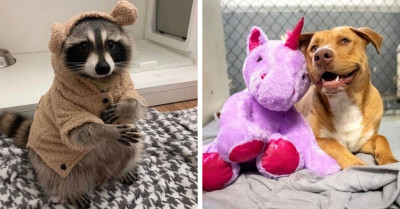 14 Animal Posts That Bring Positivity to People from All Over the World